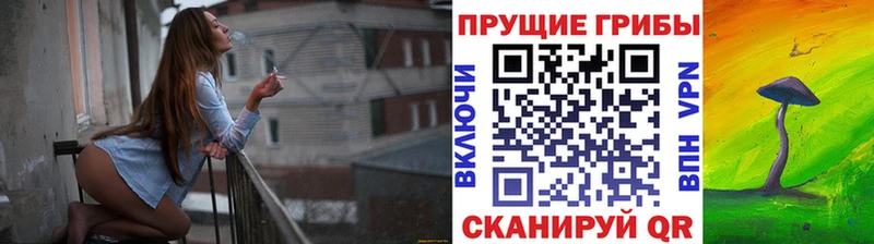 где можно купить   Сибай  Псилоцибиновые грибы GOLDEN TEACHER 